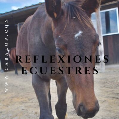 reflexiones-ecuestres