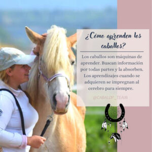 como-aprenden-los-caballos