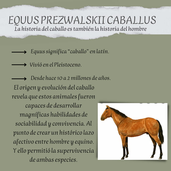 evolucion-del-caballo