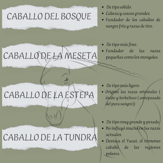 evolucion-del-caballo-y-sus-caracteristicas